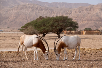 Two scimitar-horned oryxes in Hay-Bar Yotvata Nature Reserve, a breeding and rehabilitation center for endangered extinct animals mentioned in the Bible. A critically endangered species of antelope.