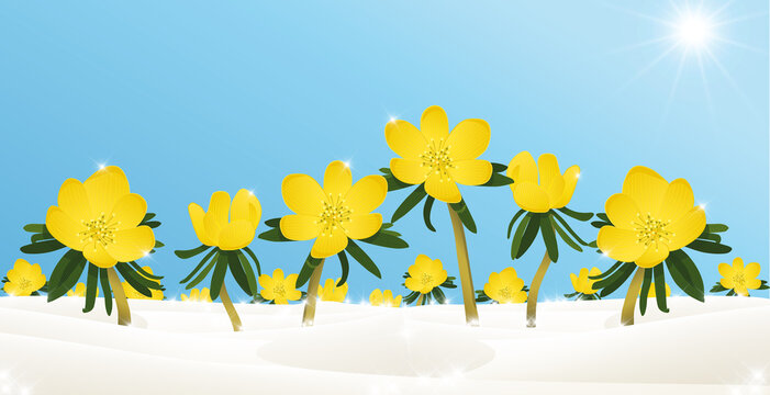 winterlinge, fr&uuml;hbl&uuml;her, schneelandschaft mit gelben blumen