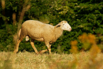 Sheep on the grass meadow in mountains, farmland New Zealand, Scotland, Australia, Norway, agriculture farm. Domestic animal in natural environment