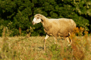 Sheep on the grass meadow in mountains, farmland New Zealand, Scotland, Australia, Norway, agriculture farm. Domestic animal in natural environment