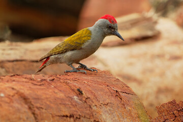 Gray-headed Woodpecker - Dendropicos (Chloropicus) spodocephalus or Eastern grey or Mountain gray woodpecker, bird in family Picidae, resident breeder in eastern Africa, on the felled wood