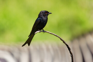 Fork-tailed Drongo - Dicrurus adsimilis also Common drongo, African drongo or savanna drongo,...