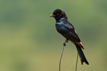 Fork-tailed Drongo - Dicrurus adsimilis also Common drongo, African drongo or savanna drongo, family Dicruridae, medium-sized passerine black bird, native to the tropics, subtropics of Africa