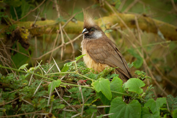 Speckled Mousebird - Colius striatus largest species of mousebird, the most common, found throughout most of Central, Eastern and Southern Africa, long tail and crest on the head
