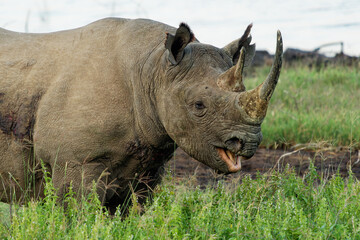 Black Rhinoceros or Hook-lipped Rhinoceros - Diceros bicornis, native to eastern and southern Africa, Angola, Botswana, Kenya, Malawi, Mozambique, Namibia, South Africa, Eswatini, Tanzania, Zambia