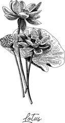 Lotus - Chinese Herbal Medicine. Sketchy hand-drawn vector illustration.