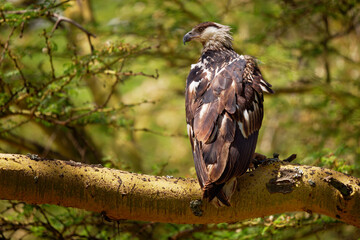 African Fish-eagle - Haliaeetus vocifer  large species of white and brown eagle found throughout...