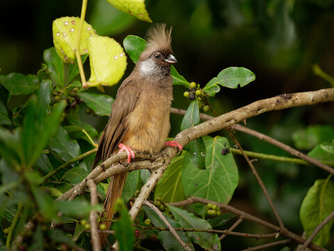 Speckled Mousebird - Colius striatus largest species of mousebird, the most common, found throughout most of Central, Eastern and Southern Africa, long tail and crest on the head