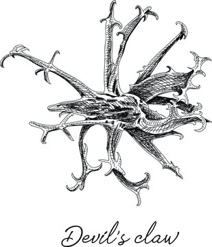 Proboscidea, harpagophytum procumbens (devil's claw, devil's horn, ram's horn, unicorn plant) Harpagophytum procumbens. Sketchy hand-drawn vector illustration.