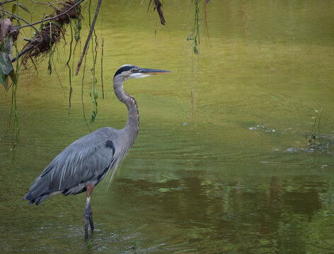 Great Blue Heron Standing in a Pond with Green Water