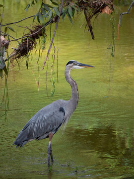 Great Blue Heron Standing in Panther Creek, The Woodlands, Texas