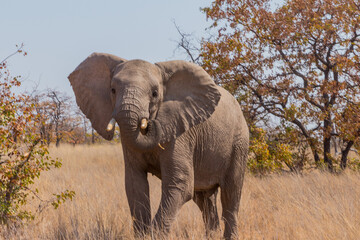 Elephant in the field against a background of dense greenery on a sunny day in Mapungubwe, Africa