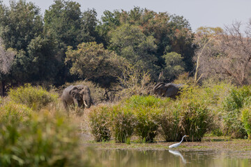 Elephant on the coast of the lake with dense greenery in the background on a sunny day