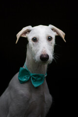 Windhundwelpe mit blauer Schleife