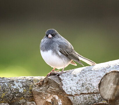Closeup shot of an adorable dark-eyed junco on the branch of a tree