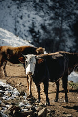 A herd of cows on a mountain road, Dagestan, Russia