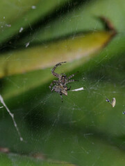 spider on web.