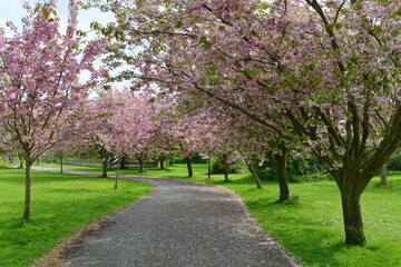 Fototapeta na wymiar cherry blossom in spring on a park path