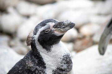 Closeup shot of an African Penguin in the Colchester zoo during the day