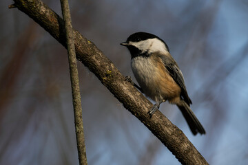 Black Capped Chickadee Perching on Branch