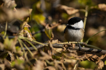 Black Capped Chickadee Perching on Branch