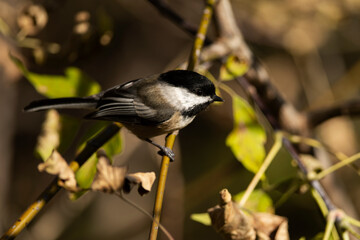 Black Capped Chickadee Perching on Branch