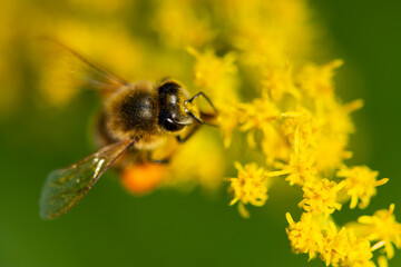 Western Honey Bee Foraging