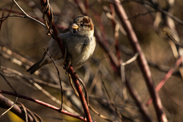 House Sparrow Perched on Branch