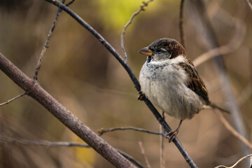 House Sparrow Perched on Branch