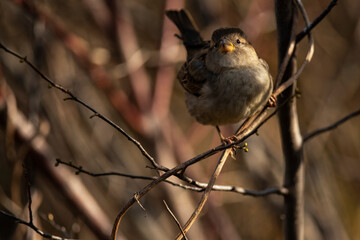 House Sparrow Perched on Branch