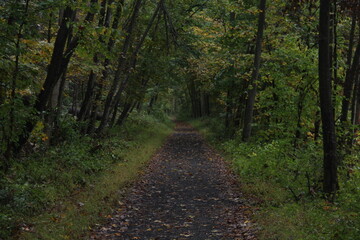 Fototapeta na wymiar The forest Kittatinny Valley State Park, Andover, New Jersey