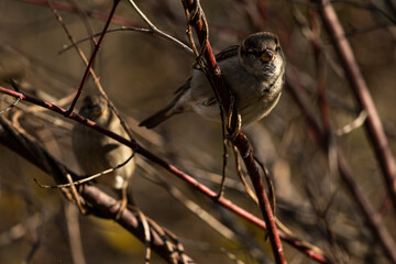 House Sparrow Perched on Branch