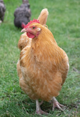 Buff Orpington Hen Facing Camera