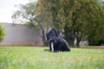 Cute labrador puppy biting a wooden stick