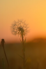 Dandelion close-up on a sunset background.