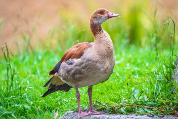 Egyptian Goose amongst the grass on a wet morning