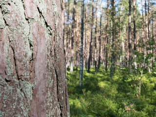 Forest tree bark