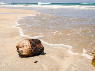 coconut Caribbean beach