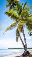 Caribbean beach palm tree
