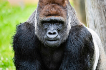 Male Silverback Western Low Land Gorilla