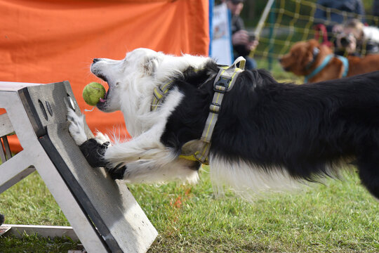 chien de berger border collie en flyball