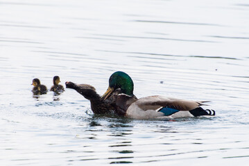 mating ducks 3