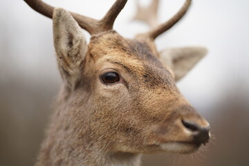 Rehbock, roebuck, roe buck