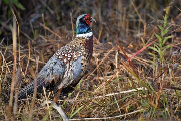 pheasant in the field