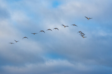 Canada Geese flying  in formation high over the Toronto Beaches on a winter morning  (Wing tips mostly down).