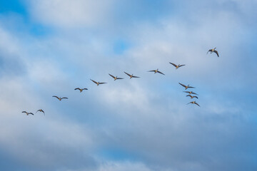 Canada Geese fly in formation high over the Toronto Beaches on a winter morning. (Wing tips mostly up).   Space for text.