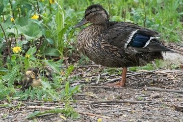 Mama Duck Watching after Ducklings