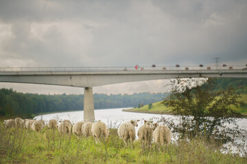 Flock of sheep grazing on a bank next to a canal during a windy overcast day in autumn