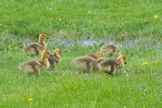 Goslings in the Grass