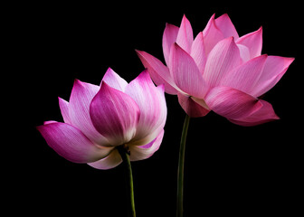 Pink lotus flowers, isolated on black background. Object with clipping path